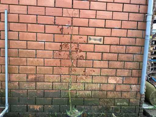 Fagus sylvatica 180-200 (150x)