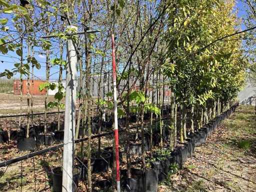Tibetkers - Multi-Stemmed Trees