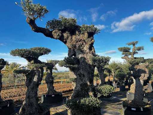 Jubiläums-Olivenbäume – Olea Europea Pom Pom Pom