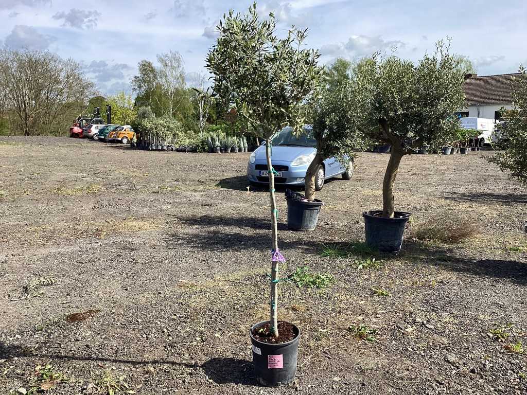 3 x Olivenbaum (Winterhart, Fruchttragend - Partie)