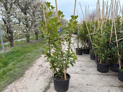 Laurier cerisier - Arbre à tiges multiples (10x)