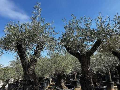 Europäische Olive (2x)