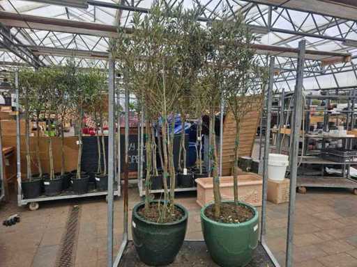 2er Set: Große Keramiktöpfe mit je 3 winterharten Olivenbäumen