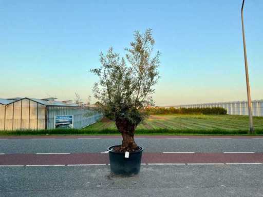 Olijfboom (Olea Europaea Lessini)