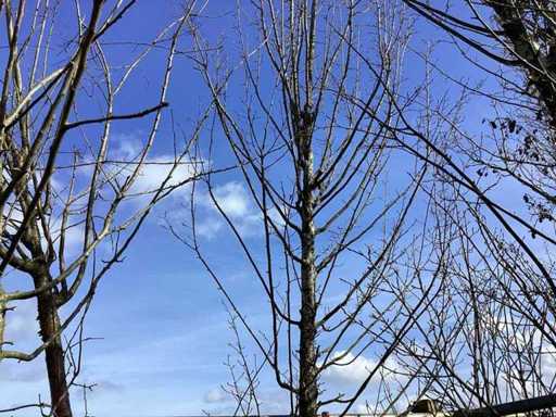 Haagbeuk - Vormbomen