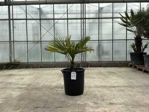 Palme (Trachycarpus fortunei)