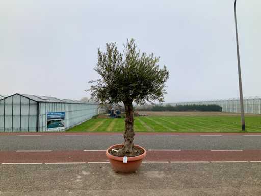 Olijfboom (Olea Europaea Lessini)