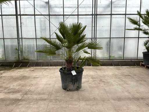 Wielopniowa palma (Chamaerops Humilis)