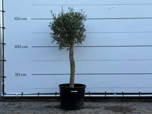 Olive tree Florida - Olea Europaea - approx. 25 years old - height approx. 160 cm