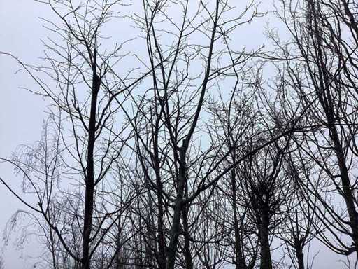 Sweet Cherry – Topiary-Baum