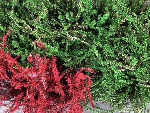 Calluna mix (100x)