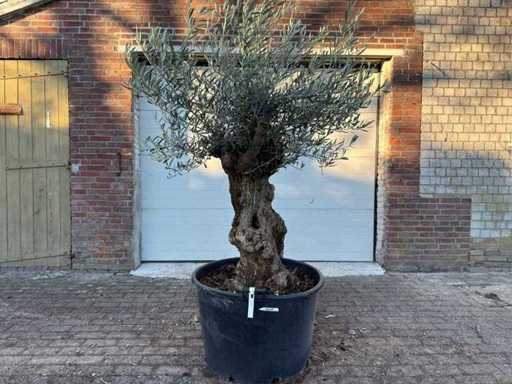 Bonsai z drzewa oliwnego - Olea Europaea - 75 lat - wysokość ok. 250 cm