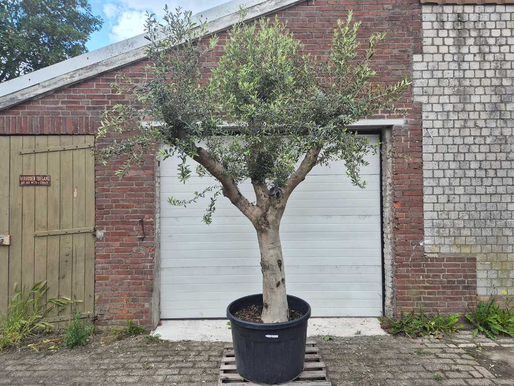 Olijfboom Branched - Olea Europaea - hoogte ca. 300 cm