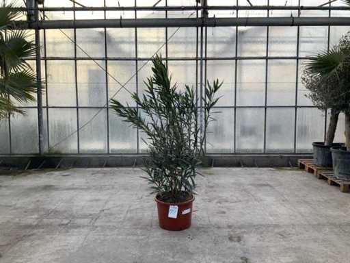 Nerium Oleander Pink