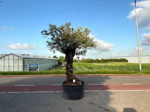 Olivier (Olea Europaea Lessini)