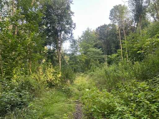 Approx. Hectare of owned plot of forest land in Kirchohmfeld - Germany