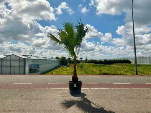 Palmboom (Washingtonia Robusta)