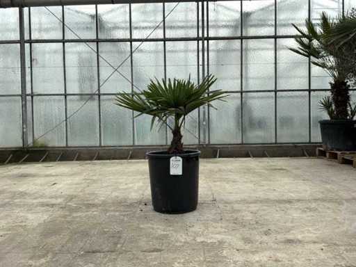 Palme (Trachycarpus fortunei)