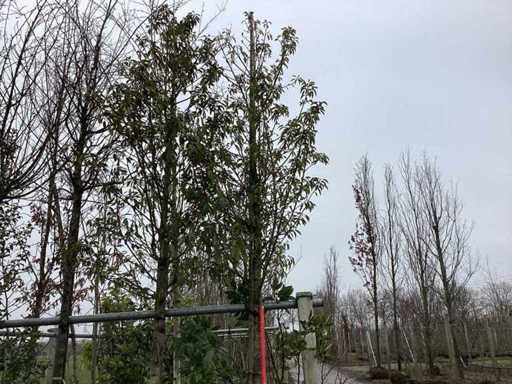 Portuguese Laurel - Evergreen Tree