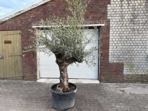 Bonsai de măslin - Olea Europaea - 50 de ani - Înălțime aprox. 220 cm 