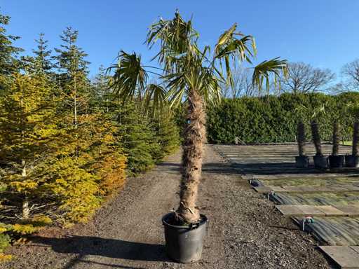 Trachycarpus Fortunei - Palm Tree 280cm