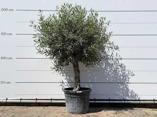 Sferic de măslin - Olea Europaea - aprox. 25 de ani - înălțime aprox. 200 cm
