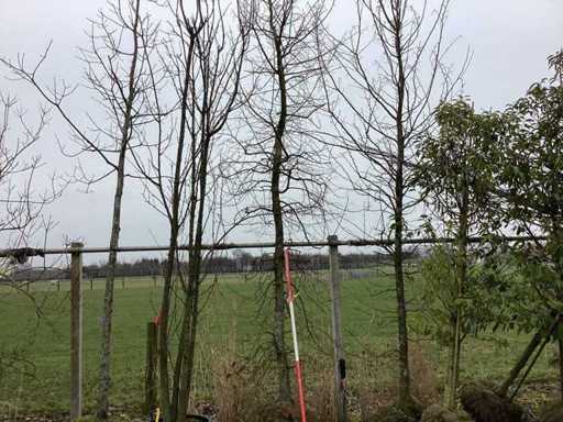 Carpenul - Arborele topiar