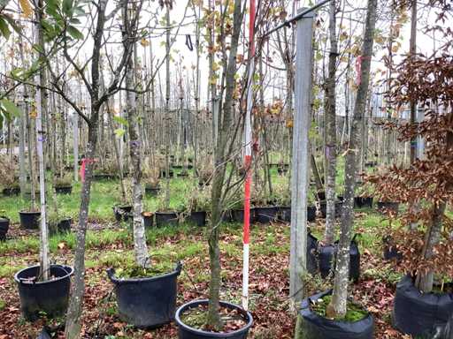 Zielony buk kolumnowy – drzewo ozdobne