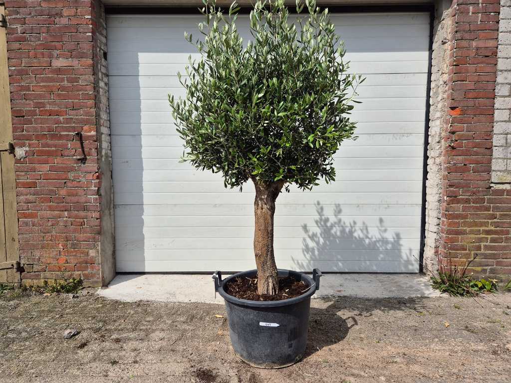 Olive Tree Compact Bulb - Olea Europaea - inaltime aprox. 175 cm