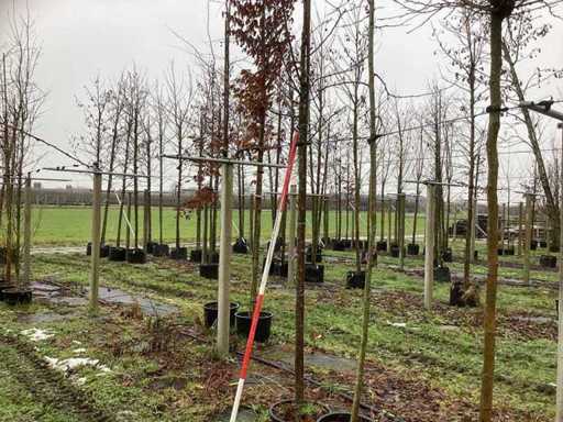 Ozdobna jabłoń - Owoc / drzewo owocowe