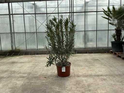 Nerium Oleander Rot