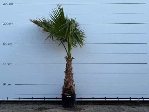 Palmier evantai mexican pe tulpină - Washingtonia Robusta - înălțime aprox. 220 cm