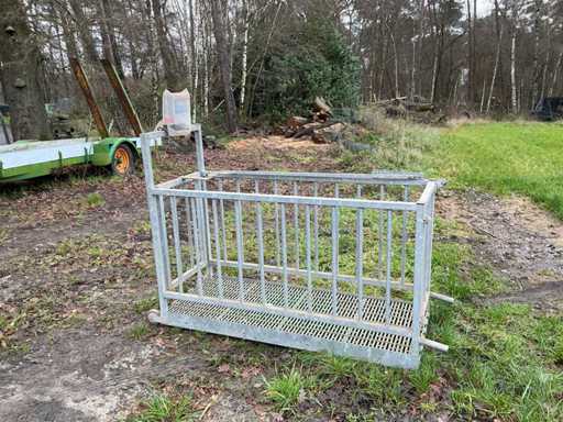 Weighbridge piglets - pigs