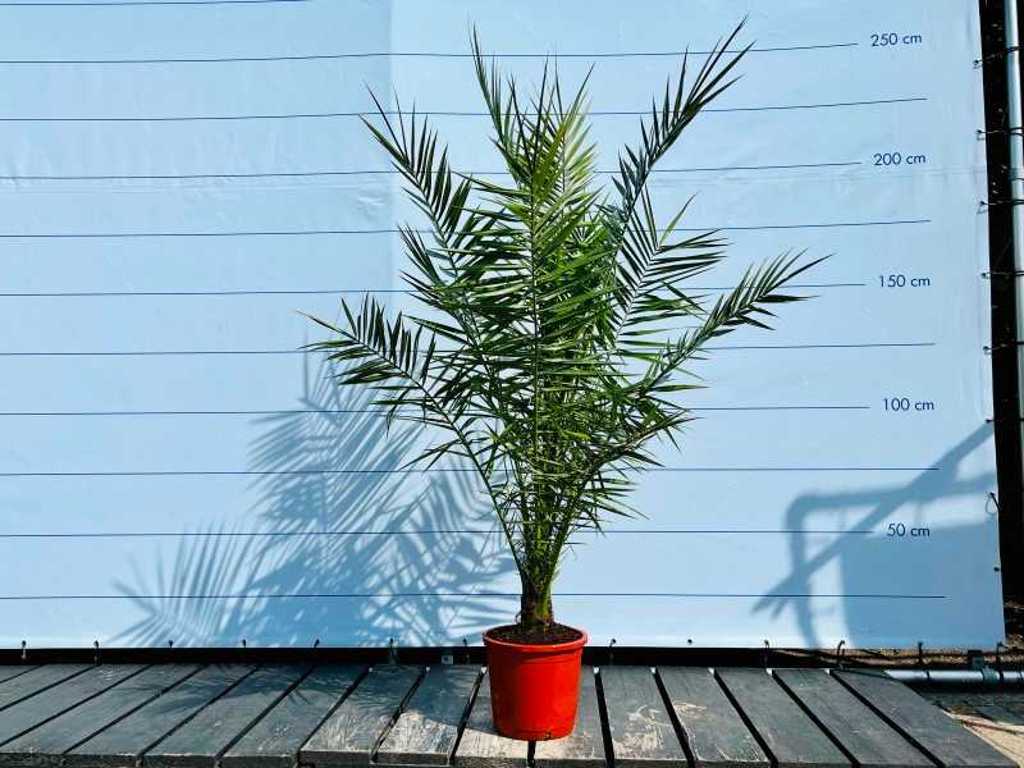 phoenix canariensis stamhoogte 10-20 cm