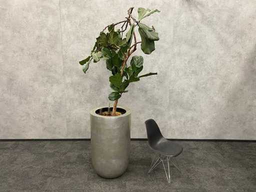 hydroculture plant with pot - Ficus Lyrata