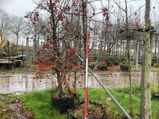 Măr ornamental - Pom fructifer / pom fructifer