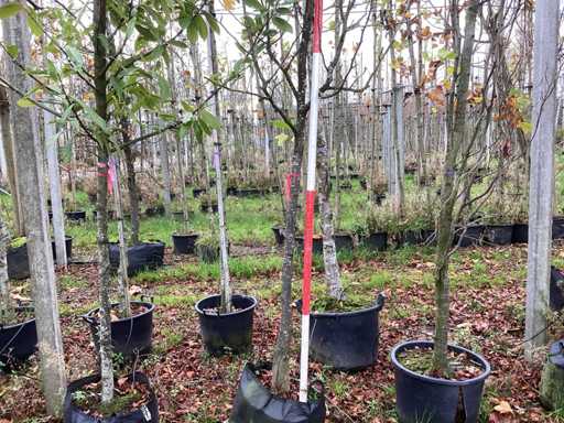 Pară - Pom fructifer / pom fructifer