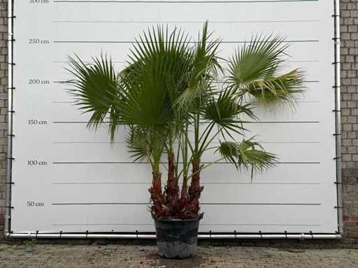Palmier éventail mexicain à tiges multiples - Washingtonia Robusta - hauteur environ 230 cm