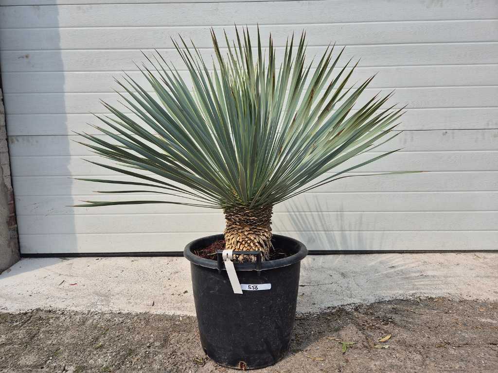 Spanish dagger - Yucca Rostrata - height approx. 75 cm