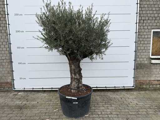 Olijfboom Old Trunk - Olea Europaea - 75 jaar oud - hoogte ca. 250 cm