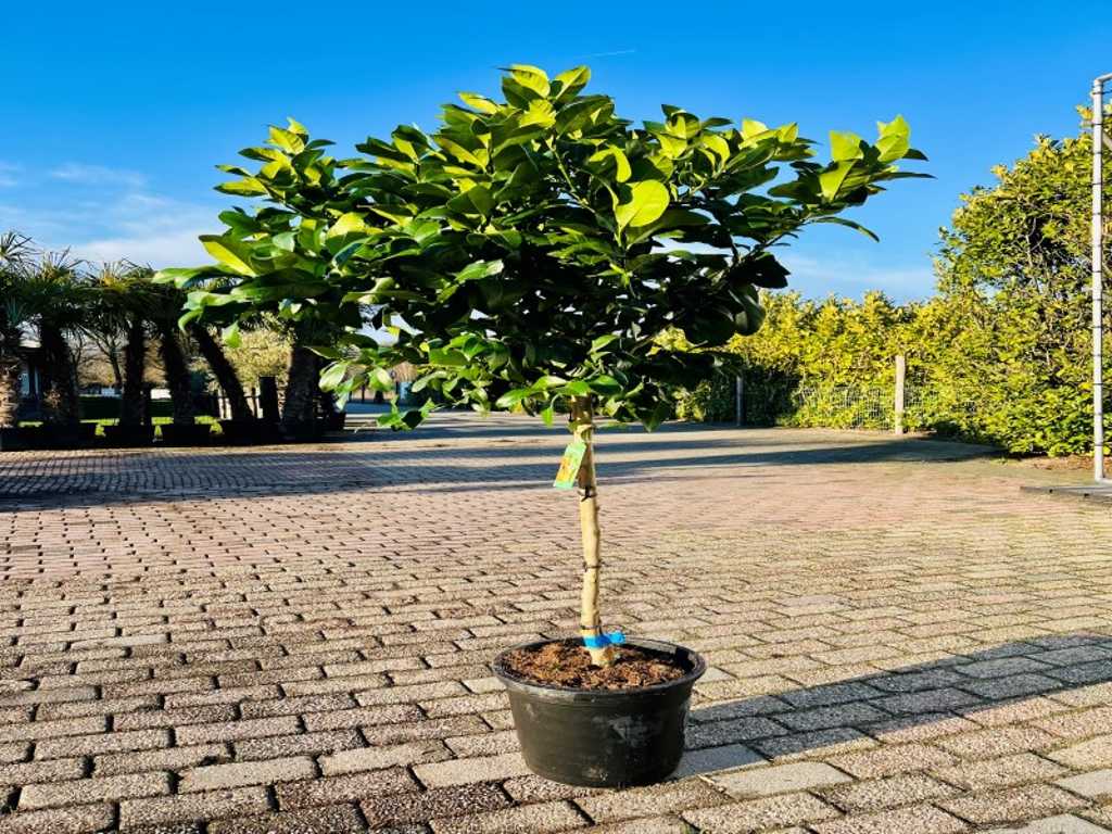 citroenboom 160cm hoog