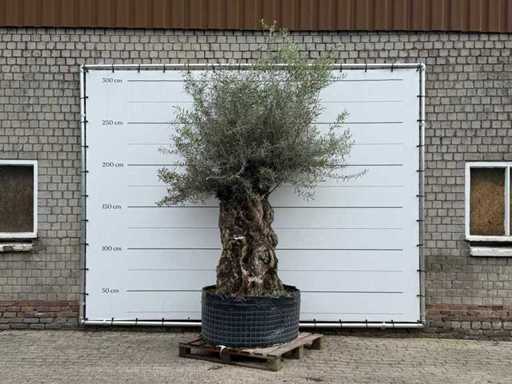 Olijfboom Bonsai XL - Olea Europaea - ca. 150 jaar oud - hoogte ca. 300 cm