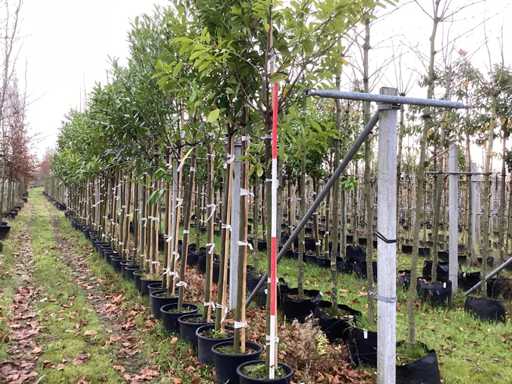 Laur wi?niowy – Parkboom (2x)