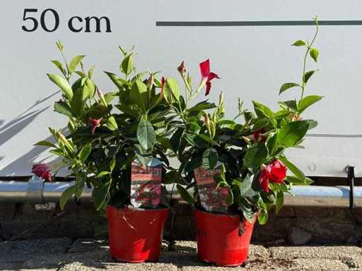 Dipladenia mix - Dipladenia Rio - height approx. 20 cm (Note 1x!)