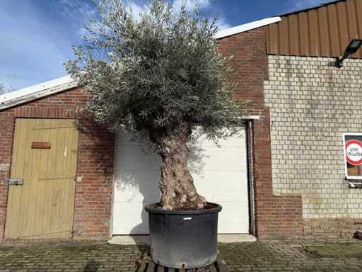 Olive tree Bonsai - Olea Europaea - 200 years old - Height approx. 330 cm