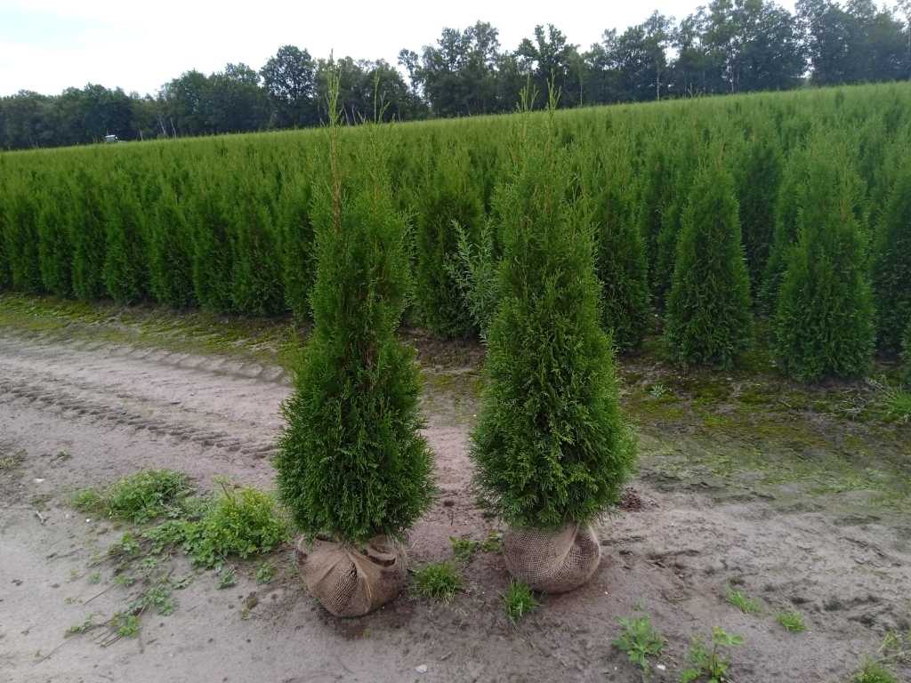 Drzewo iglaste Thuja Emerald 125-150 cm (60x)