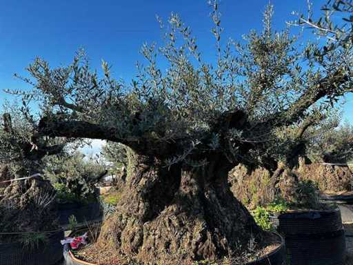 Tausendjähriger Olivenbaum