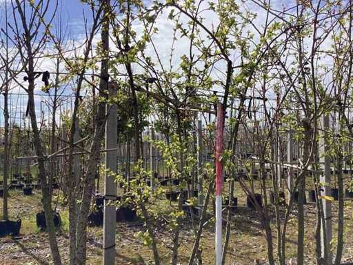 Măr crab - Copaci cu tulpini multiple