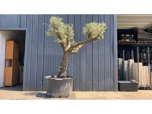 Olea Europea ramificado 500L Olive tree