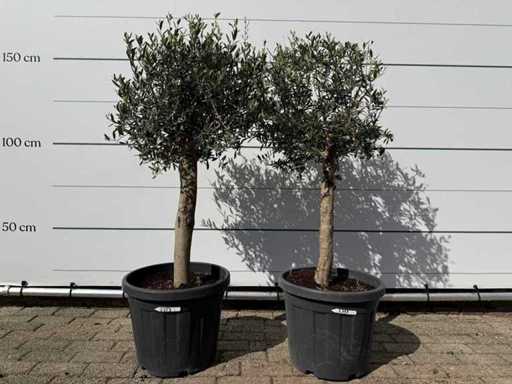 2x Olive tree Florida - Olea Europaea - aprox. 25 de ani - înălțime aprox. 160 cm
